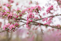 pink spring blossoms  