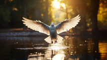Dove in flight over water. 