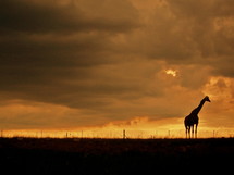 silhouette of a giraffe at sunset in the Savanna of Africa 