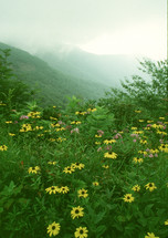 wildflowers in a meadow in the Blue Ridge mountains 