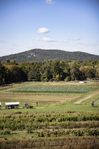 Rural fields
