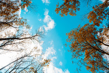 looking up at fall trees 