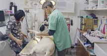 Veterinarian and his assistant operating a dog in a pet clinic