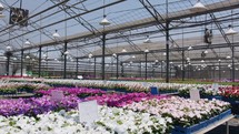 Large nursery greenhouse filled with thousands of colorful flowers and plants