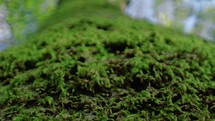 Green moss on a tree trunk 
