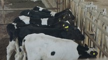Young newborn calves in cages in a dairy farm