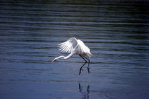 white heron fishing