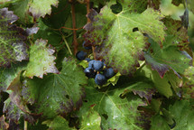grapes on the vine in a vineyard