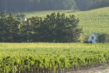 distant house overlooking a grape vineyard