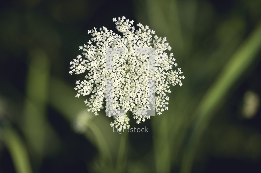 Queen Anne's lace flower 