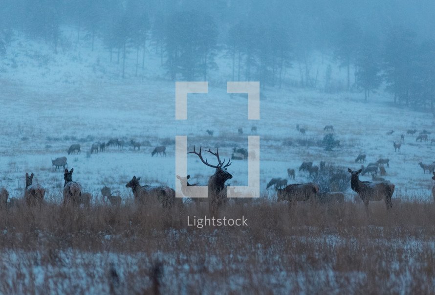 Elk walking and grazing across the snowy mountains of Colorado 