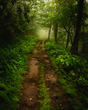 trail through a forest in Virginia 