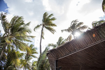 palm trees and a thatched roof 