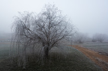 Weeping Willow in the winter mist