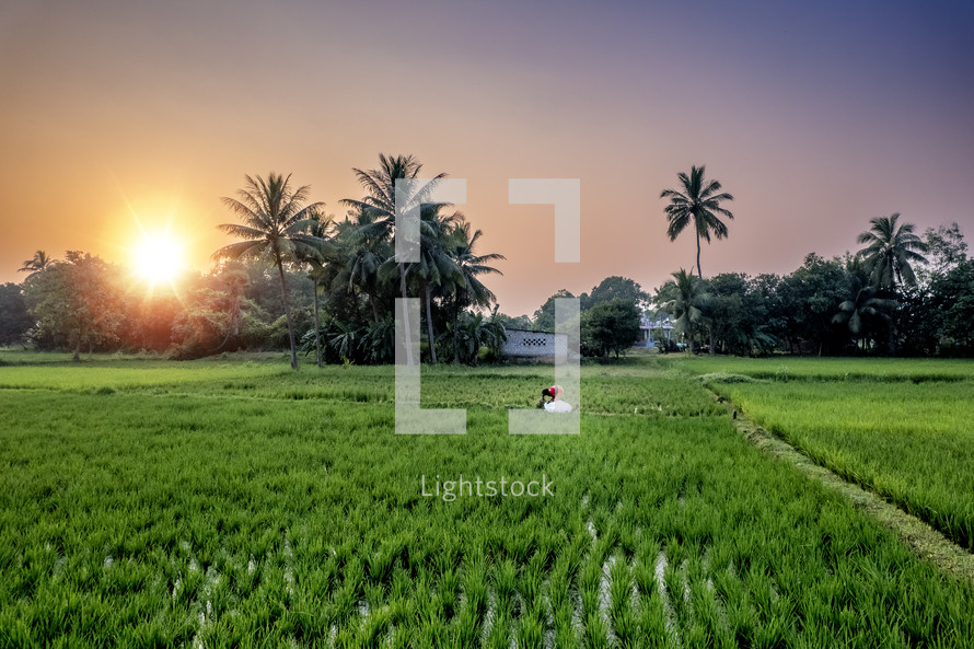 Sun rising in the rice fields of India