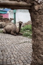 Resting camels.
