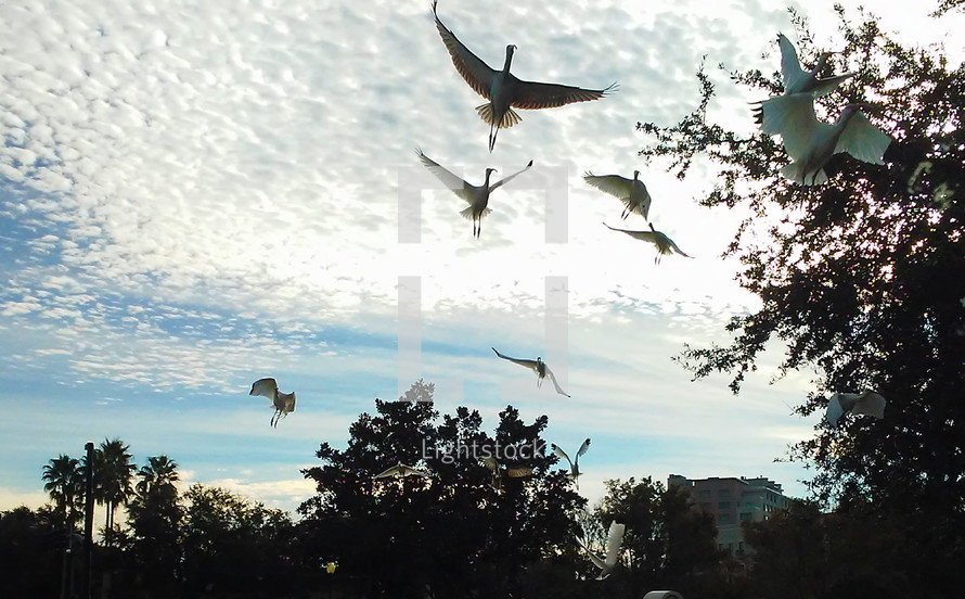 A group of large  white Ibis birds in flight in central Florida on a sunny morning against a group of trees. These birds are often seen around Central Florida in large groups together. 
