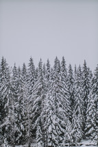 Snowfall on a forest of fir trees.