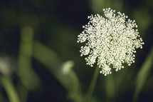queen anne's lace flower 