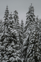 Winter pine trees covered in snow. 