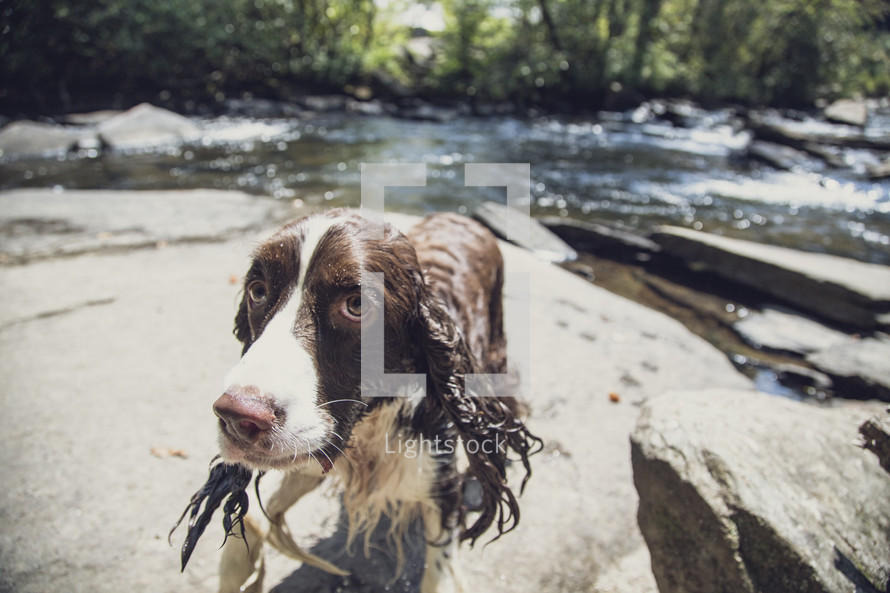 wet dog by a stream 
