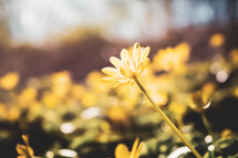 yellow spring flower in sunlight 