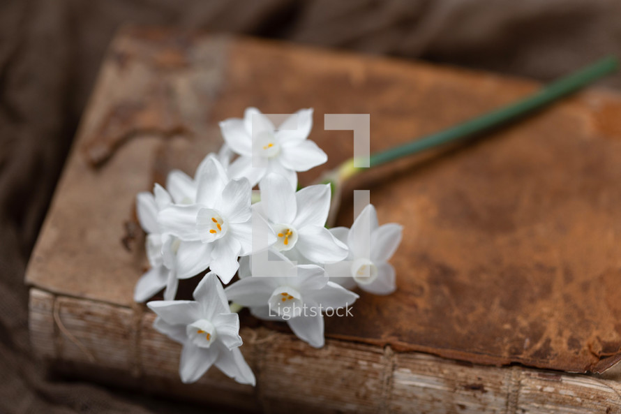 white daffodils on an old book 