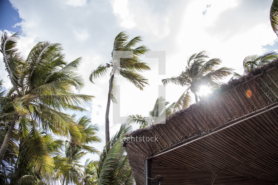 palm trees and a thatched roof 