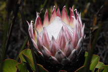 Exotic flower. Protea, national flower of South Africa