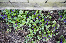 vines with purple flowers on the ground