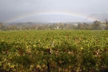 Rainbow over field of grape vines