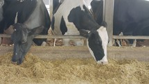 Cows eating Silage in a large dairy farm, milk production