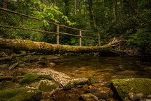 fallen tree over a stream in a forest 