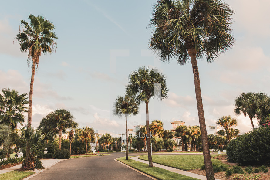 palm trees lining a street in Destin, FL