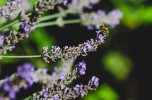 bee on purple wildflowers 