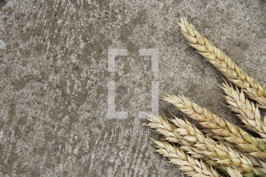 Wheat on concrete background