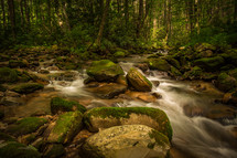 a stream flowing through a forest 