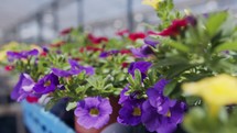 Close up tracking shot of flowers in many colors in an industrial greenhouse