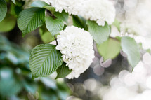 white flowers on a tree 