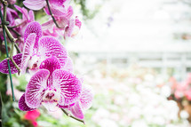 purple orchids 