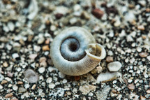 An up-close, macro photograph of a tiny snail shell smaller than pea laying on concrete.