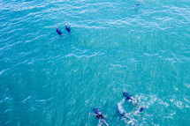 dolphins in Mexico 