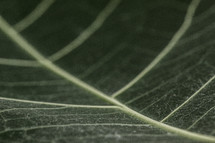green leaf veins 