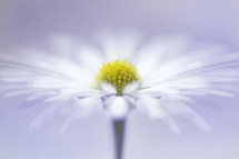 a white daisy against a white background 