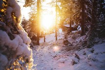 sunlight in a winter forest 