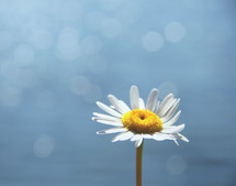 a lone daisy against a blue sky 