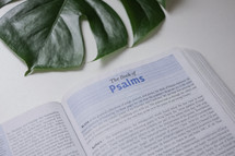 open Bible and palm frond 