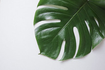 palm leaf on white 