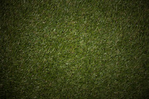 turf grass background 