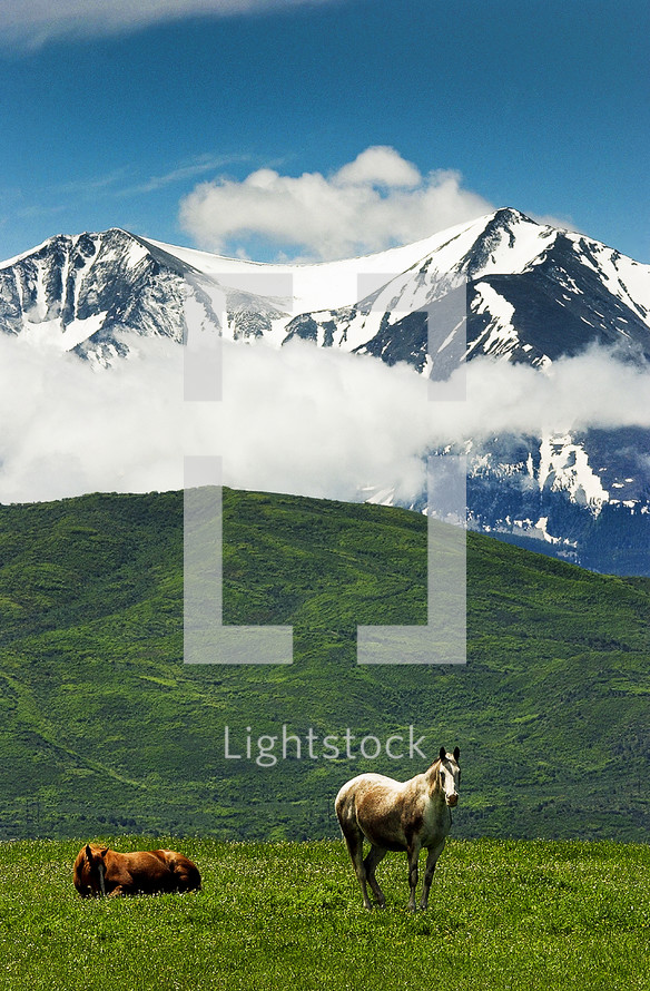 Horses resting in green grass with mountains in the background.